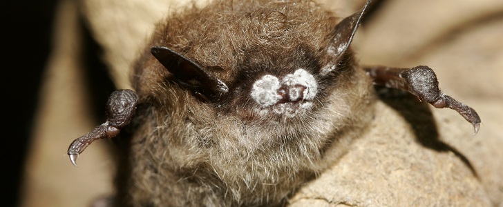 White nose syndrome: the mysterious bat fungus that threatens entire species, everyone else